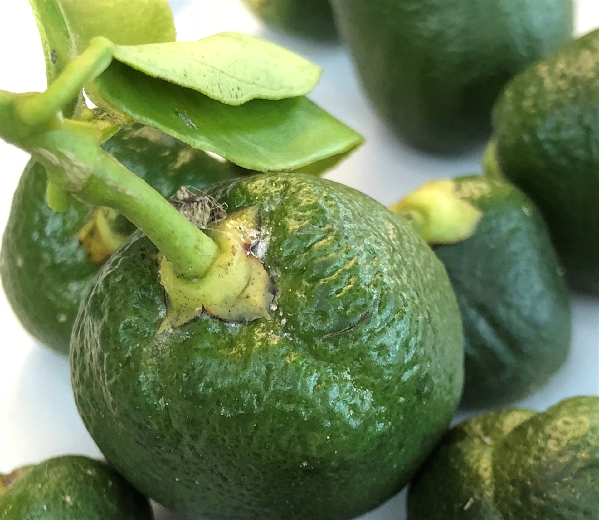 Agricultura destina 140.000 euros más en ayudas para cítricos y caquis afectados por el cotonet 