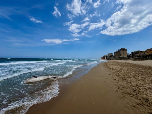 Aparece un tiburón muerto en la playa de Arenales del Sol de Elche