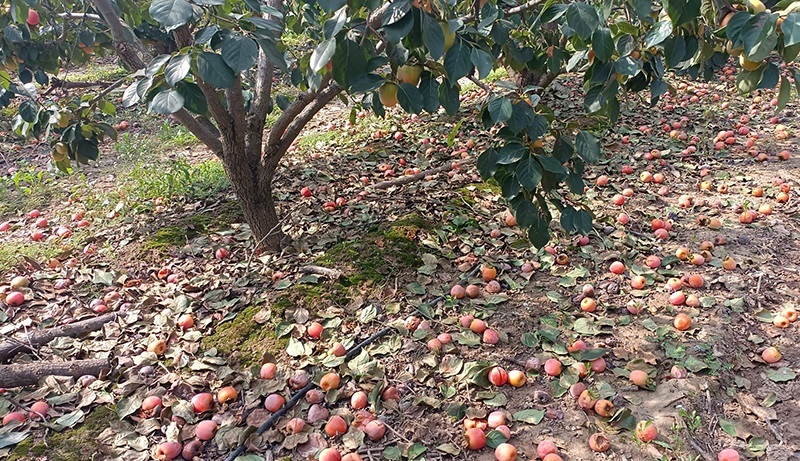 AVA-Asaja pide que no se prohíban más materias fitosanitarias al superarse los objetivos europeos