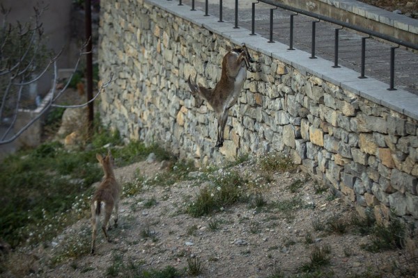El aumento de cabras en Jérica, que saltan por los tejados, provoca la preocupación de los vecinos