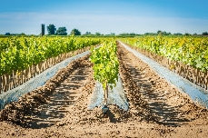 Agricultura concede 5,4 millones en ayudas para impulsar la competitividad de las explotaciones ganaderas