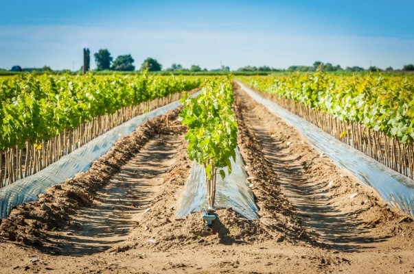 Agricultura impulsa el regadío con nuevas ayudas para rehabilitar balsas de riego