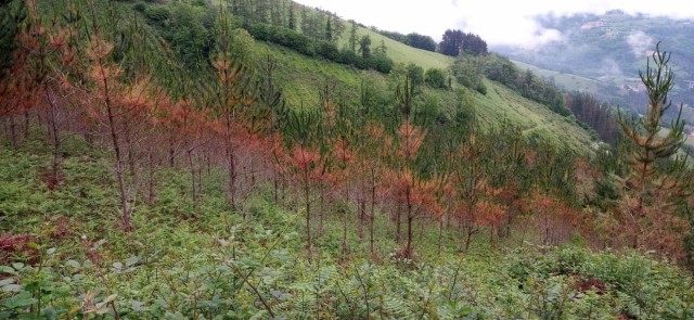 Medio Ambiente informa sobre la prohibición del uso del fuego en terrenos forestales entre el 1 de junio y 15 de octubre