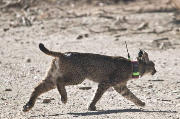 La Región acogerá dos ejemplares adultos de lince ibérico para consolidar la población en las Tierras Altas de Lorca

