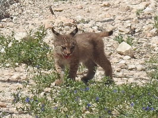 Nacen en Lorca los dos primeros cachorros de lince ibérico en la Región, 