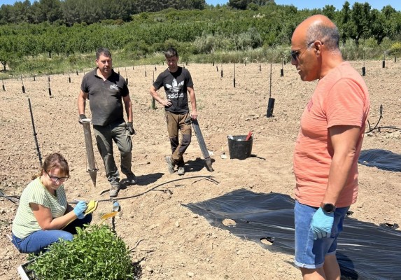 La Cooperativa de Viver recupera ocho variedades autóctonas de tomate en colaboración con la UPV 
