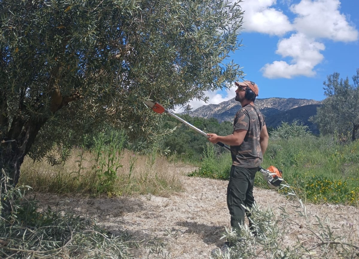 Las lluvias registradas apuntan a una buena cosecha de aceituna en l'Alcoià-el Comtat que podría bajar los precios del aceite