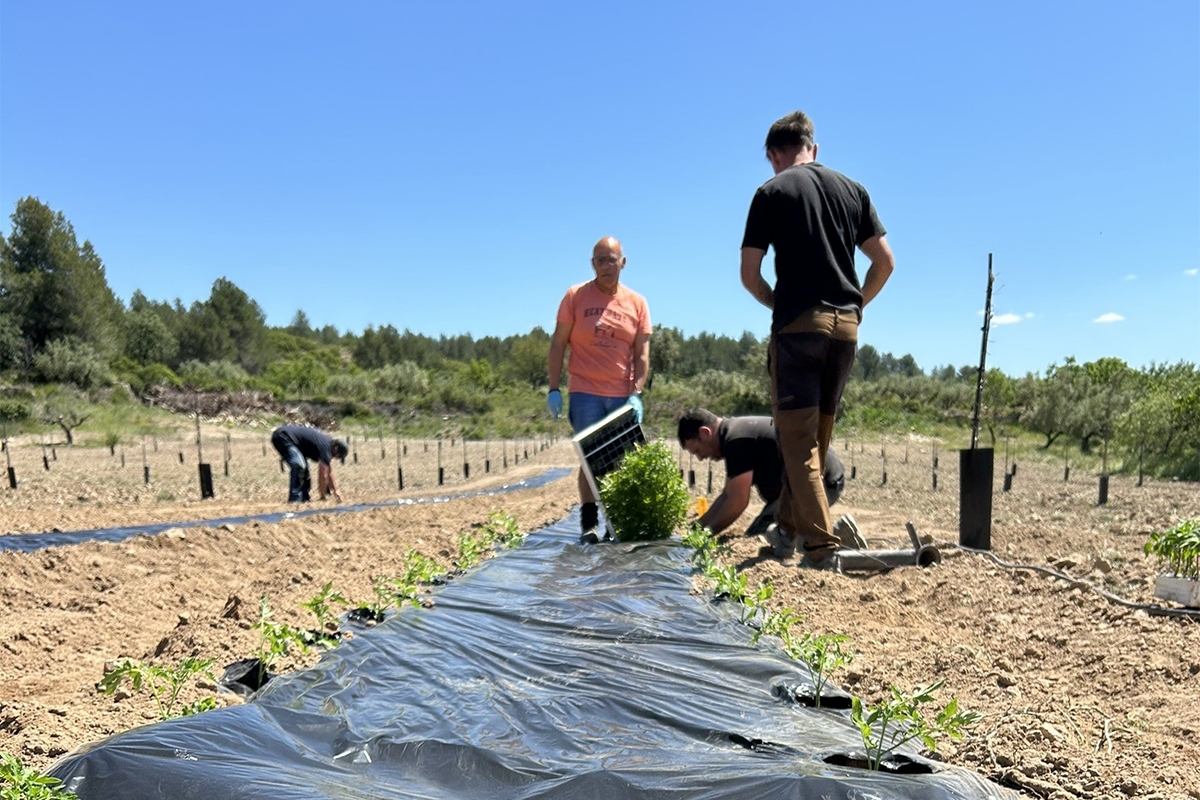La Cooperativa de Viver recupera ocho variedades autóctonas de Tomate
