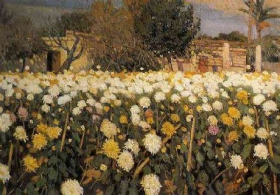 Los crisantemos de don José María Almela