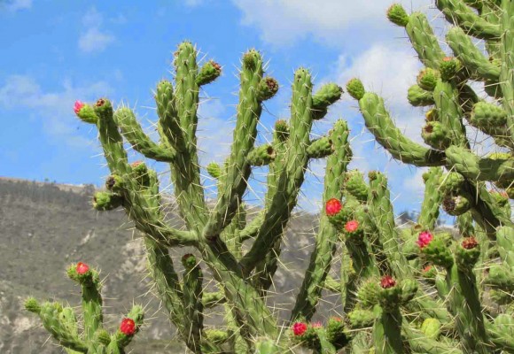 El paraje de la Aceña del Hierro de Totana combatirá las especies de flora invasora