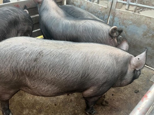 Una subvención de 30.000 euros fomentará la preservación de las razas ganaderas autóctonas de la Región