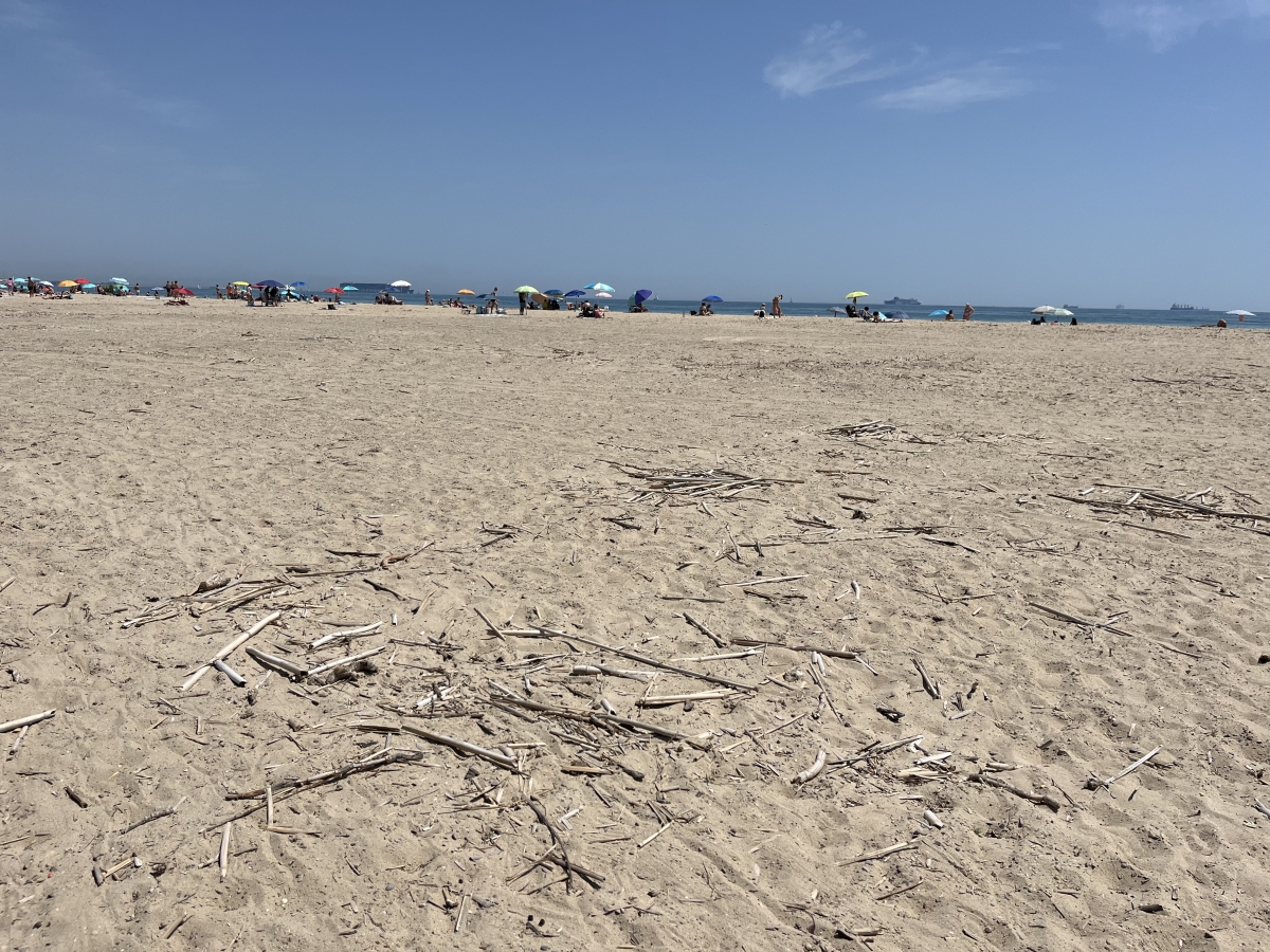 Restos de cañas en la playa de El Saler - Foto: VP Restos de cañas en la playa de El Saler