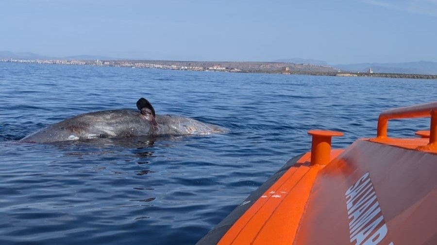 Otro rescate en la isla de Tabarca; el del cadáver de un cachalote de 15 metros