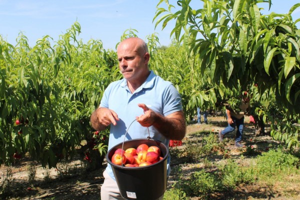 La Unió alerta del precio de la fruta: 