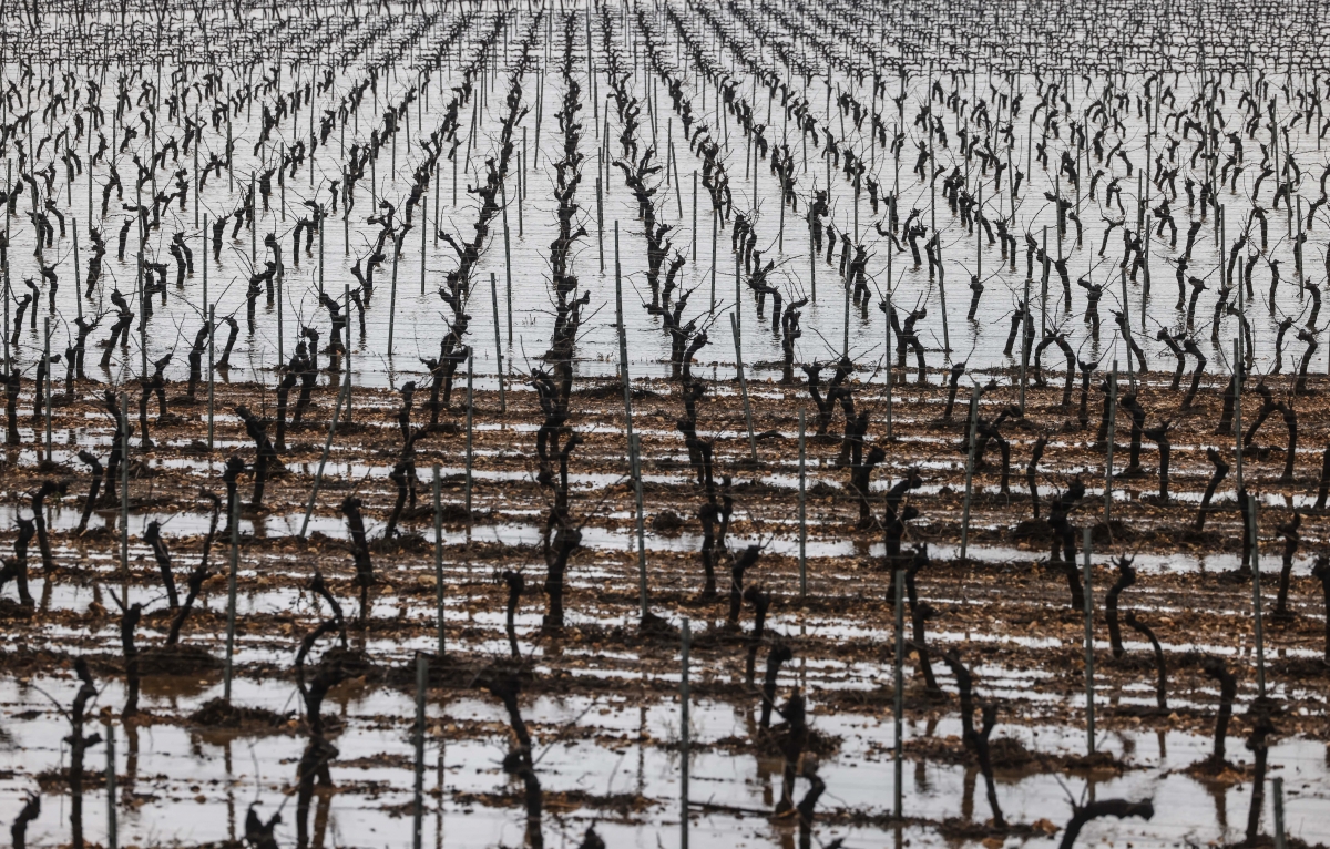 Campos de viñedos anegados por el agua en el término de Yátova.