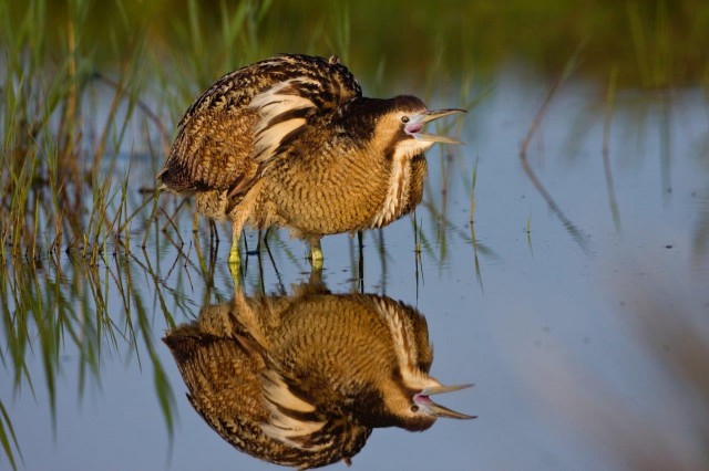 Así celebrará la Región el Día Mundial de las Aves: 14 actividades en espacios naturales