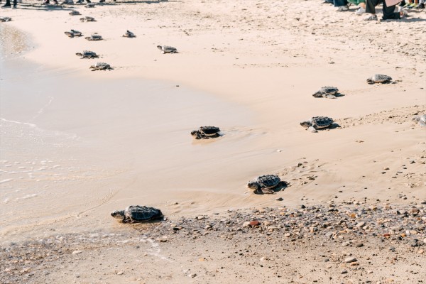 Más de una veintena de tortugas de Almassora regresan a su playa tras un año de cuidados en el Oceanogràfic