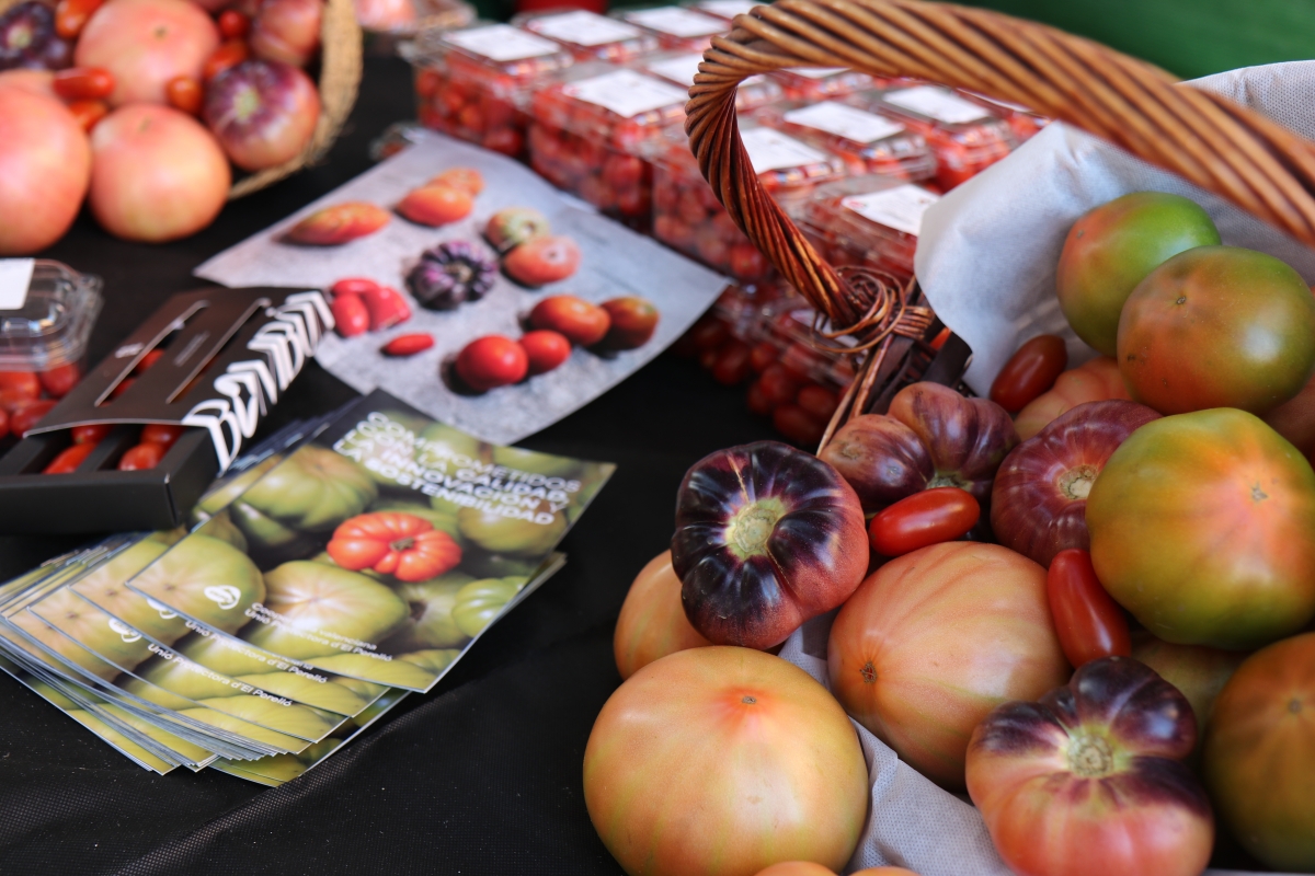 El Perelló se prepara para celebrar la XII edición de la Fira de la Tomaca este fin de semana