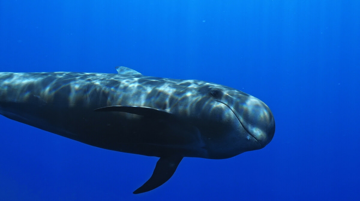 El International Ocean Film Tour hace parada en València