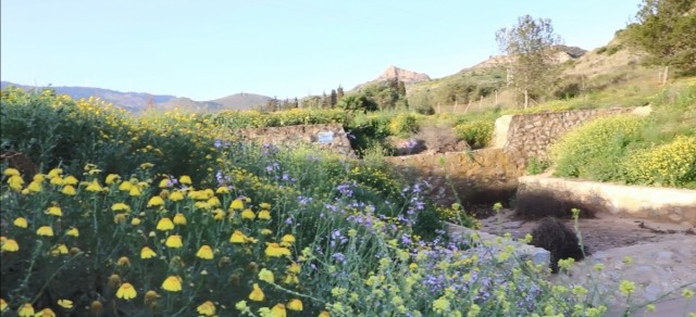 La CHS planta 35.000 especies autóctonas en ramblas mineras para proteger el Mar Menor y reducir inundaciones