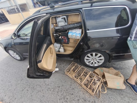 Detenido por intentar embarcar 83 jilgueros en el ferry para venderlos en Argelia