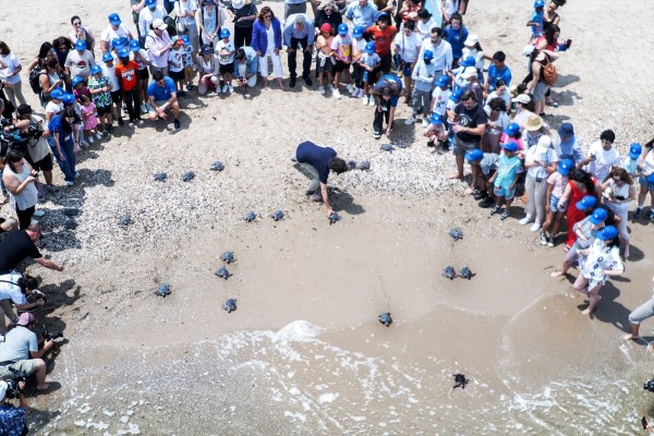 Sueltan al mar las 21 tortugas nacidas de un nido de El Saler en 2024