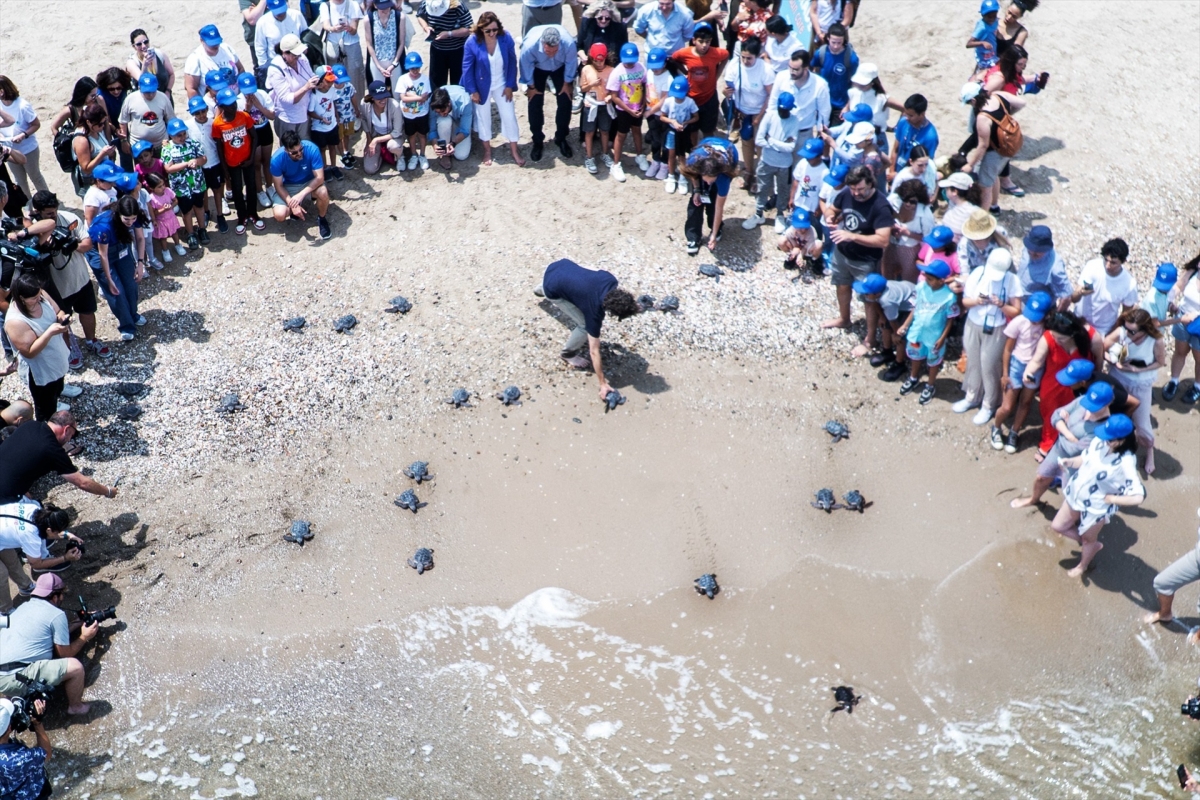 Sueltan al mar las 21 tortugas nacidas de un nido de El Saler en 2024