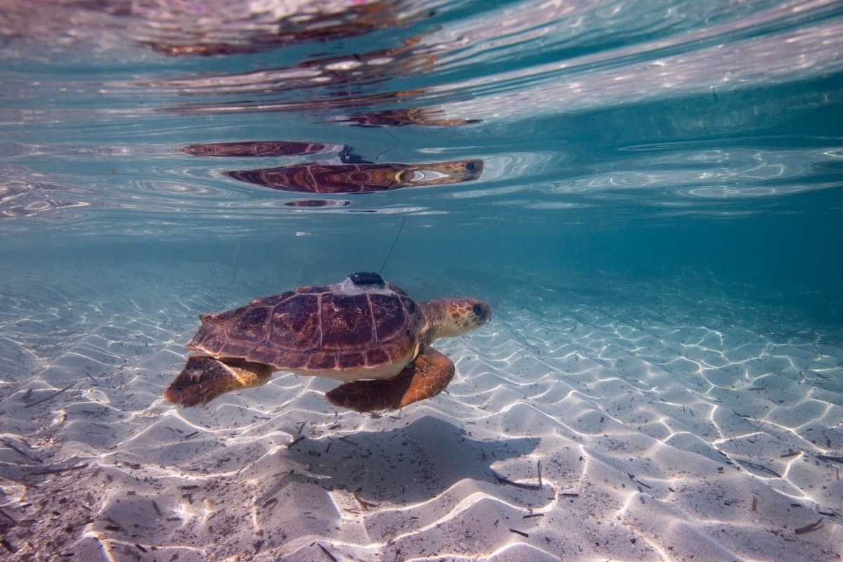  - Foto: TOMEU CANYELLAS MORAGUES