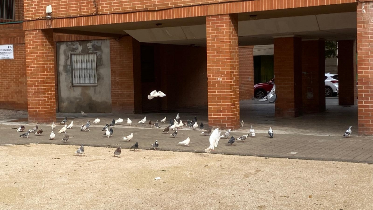 Burriana sanciona al servicio de control de palomas y licita un nuevo contrato para mejorar la salubridad