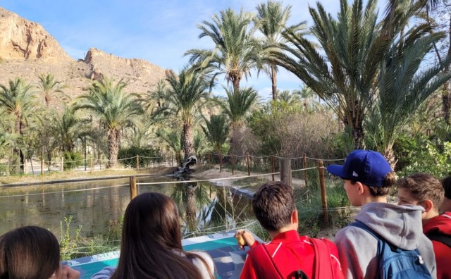 Orihuela tala siete palmeras y trasplanta dos para instalar el nuevo sistema de drenaje en El Palmeral