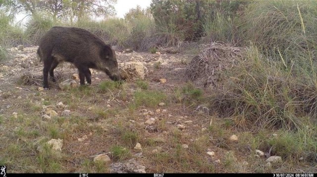 Censo de jabalíes en la Región: Sierra Espuña y la Sierra del Carche albergan dos criaturas por kilómetro cuadrado