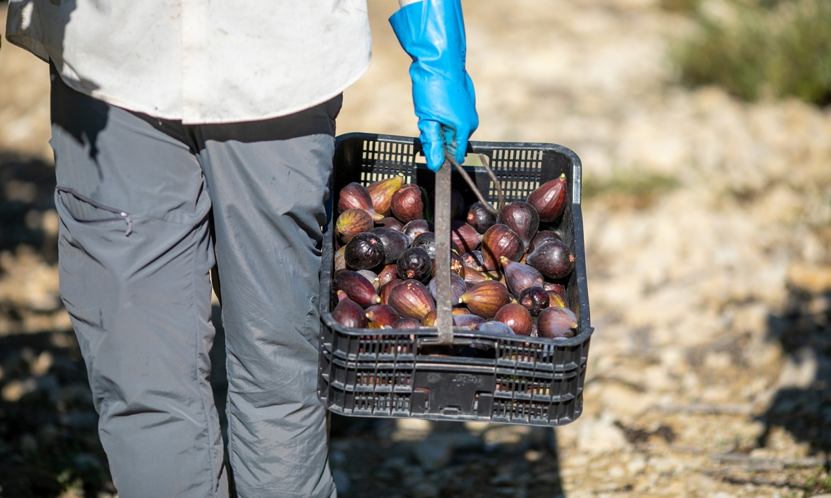 Brevas recién recolectadas del Proveedor Cambayas (Elche, Alicante)