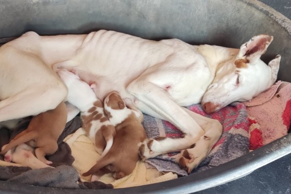 L'Alcora descubre más de 40 perros en condiciones insalubres y varios de ellos con lesiones graves