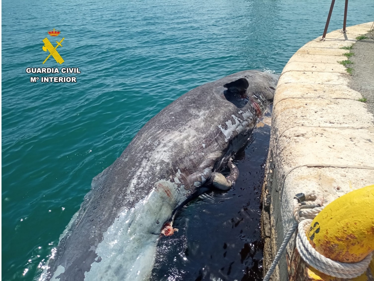 Recuperado el cadáver de un cachalote de 10 metros al sur de la Isla de Tabarca de Alicante