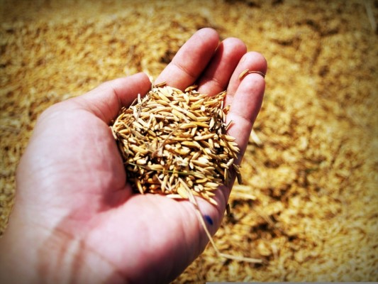 AVA-Asaja pide al Parlamento Europeo que incluya la cláusula automática del arroz en el inminente trílogo