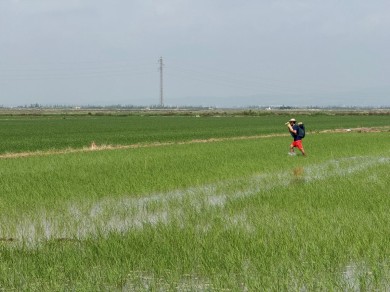 Cítricos, arroz y melón valenciano buscan en la edición genética una defensa frente a la sequía y las enfermedades