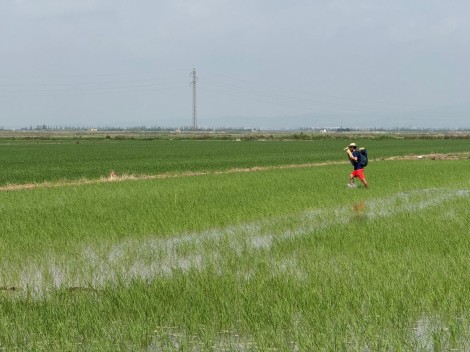 Cítricos, arroz y melón valenciano buscan en la edición genética una defensa frente a la sequía y las enfermedades