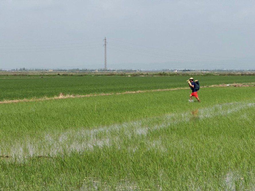 Cítricos, arroz y melón valenciano buscan en la edición genética una defensa frente a la sequía y las enfermedades