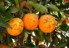 El cítrico en alerta: la UE baraja eliminar la mancha negra y tres graves moscas de la fruta del listado de plagas prioritarias