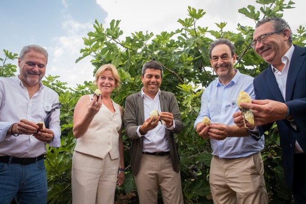 Albatera impulsa la campaña de la breva 2025 con la celebración del Corte de la Breva