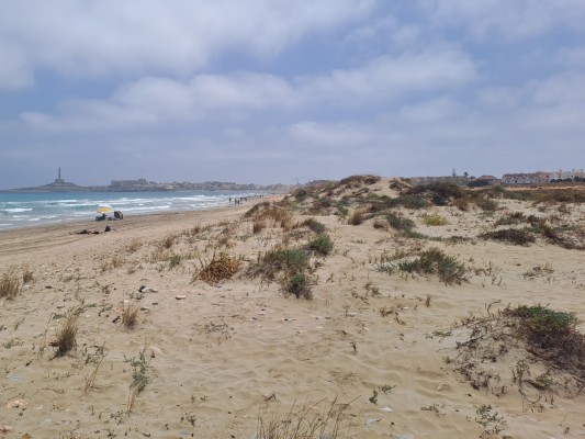 La naturaleza lucha por abrirse paso entre el asfalto de La Manga: plantas autóctonas y vallados para salvar las dunas