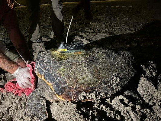 La playa de Dénia registra el primer nido de tortuga de la temporada con 116 huevos