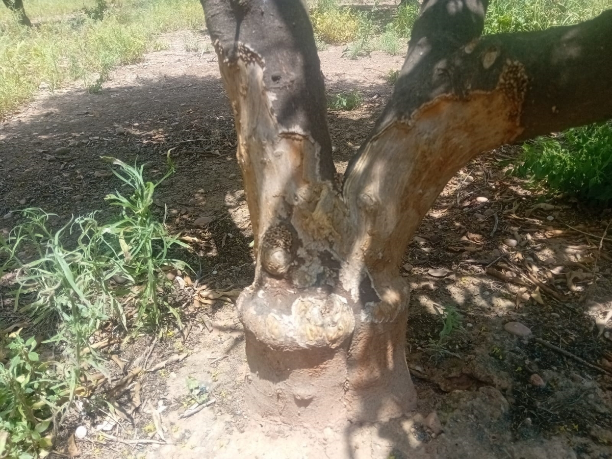 La Unió reclama a la Generalitat ayudas para limpiar parcelas abandonadas y reducir la sobrepoblación de fauna