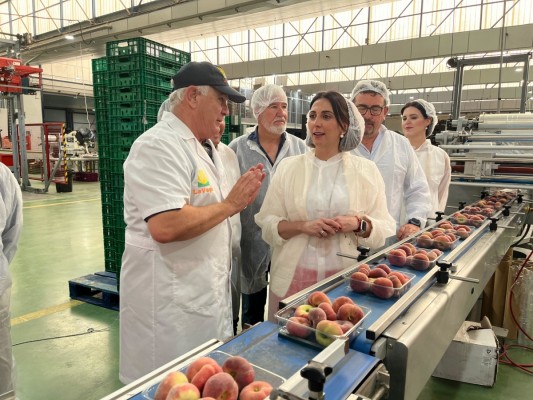 La Región producirá más de 350.000 toneladas de fruta de hueso con el melocotón a la cabeza
