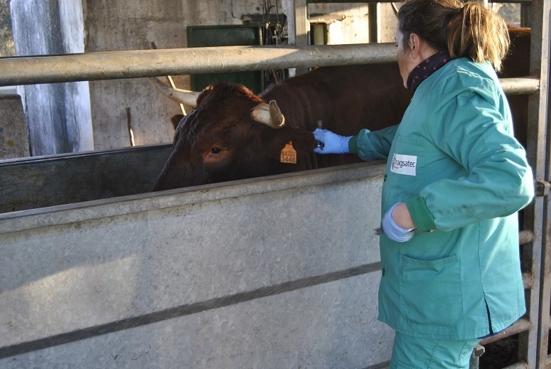 Agricultura convoca 955.000 euros en ayudas para Agrupaciones de Defensa Sanitaria Ganaderas