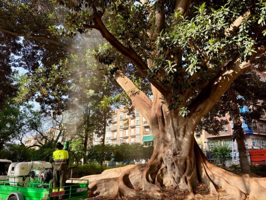 Los ficus de Murcia reciben un riego extraordinario por el calor con un cañón de agua que alcanza los 20 metros