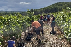 El calor, las plagas y los incendios retan a una vendimia que vuelve a adelantarse