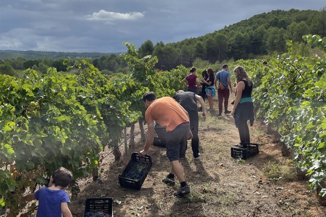 El calor, las plagas y los incendios retan a una vendimia que vuelve a adelantarse