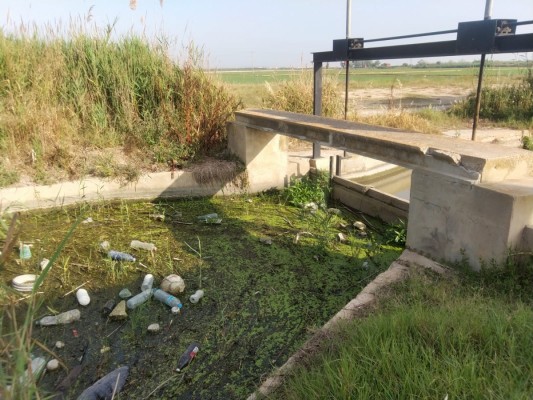 AE-Agró alerta de la reaparición de residuos químicos y sólidos de la Dana en el entorno de l'Albufera