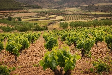 Las uvas también son un "superalimento", según un nuevo estudio